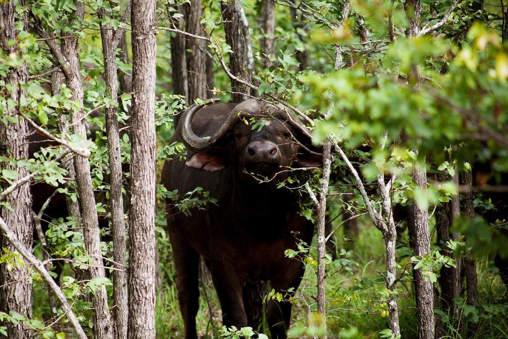 Simbavati River Lodge Timbavati Game Reserve Εξωτερικό φωτογραφία