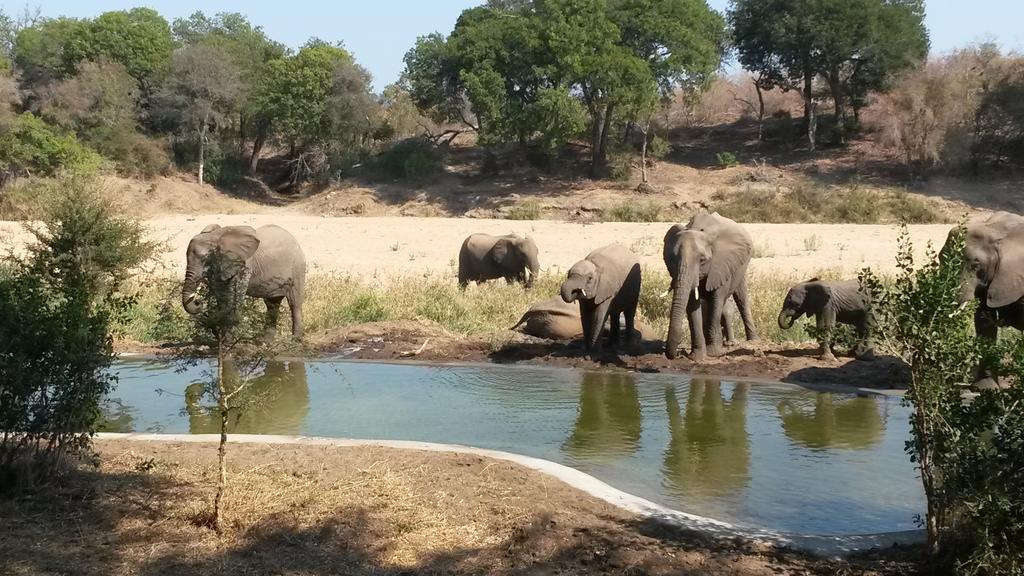 Simbavati River Lodge Timbavati Game Reserve Εξωτερικό φωτογραφία