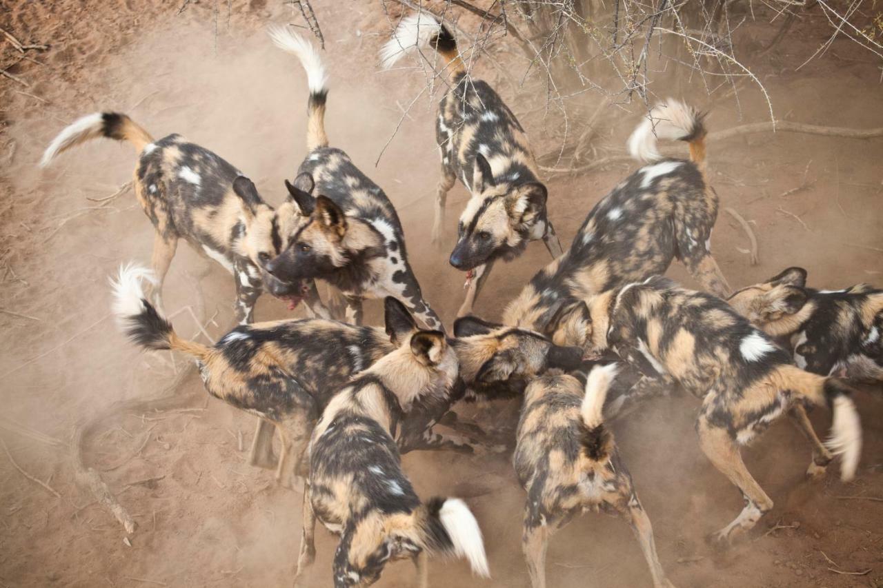 Simbavati River Lodge Timbavati Game Reserve Εξωτερικό φωτογραφία