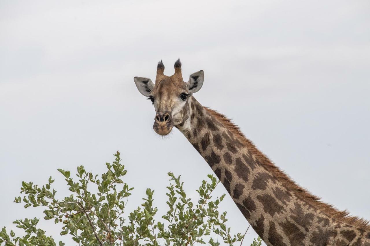 Simbavati River Lodge Timbavati Game Reserve Εξωτερικό φωτογραφία