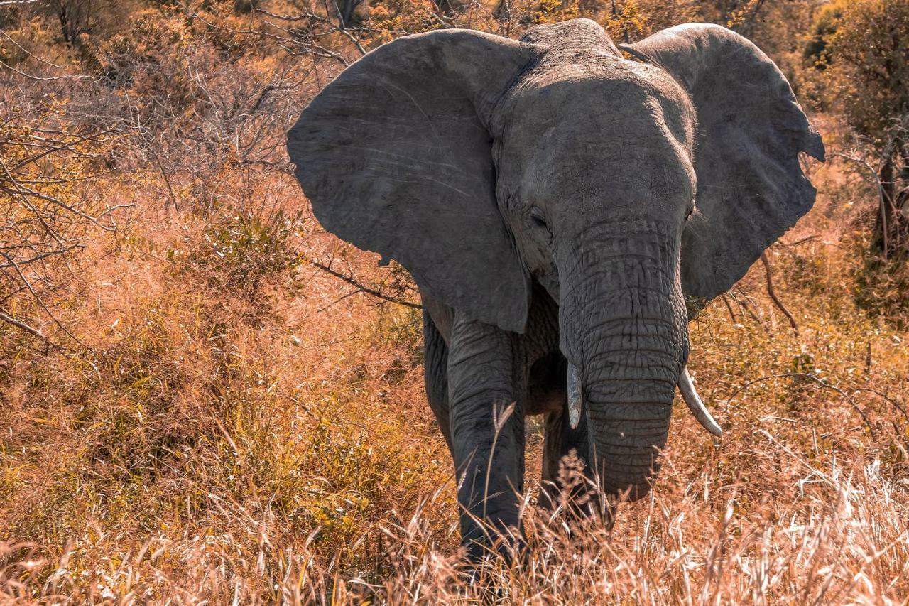 Simbavati River Lodge Timbavati Game Reserve Εξωτερικό φωτογραφία