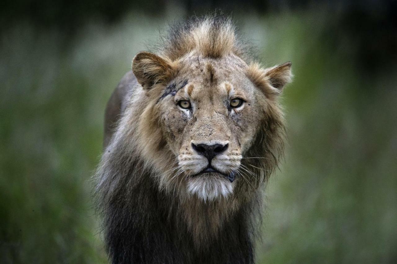 Simbavati River Lodge Timbavati Game Reserve Εξωτερικό φωτογραφία