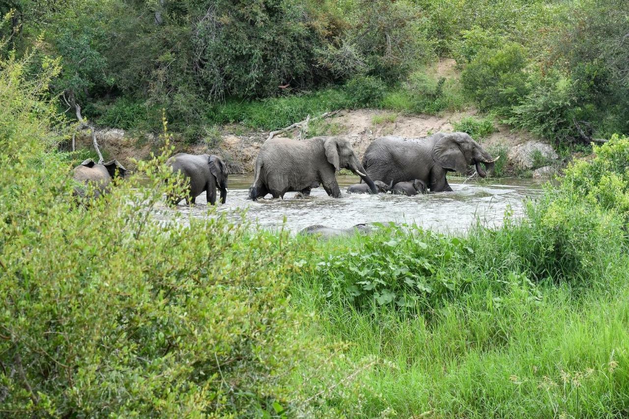Simbavati River Lodge Timbavati Game Reserve Εξωτερικό φωτογραφία