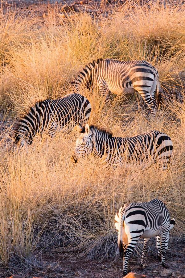 Simbavati River Lodge Timbavati Game Reserve Εξωτερικό φωτογραφία